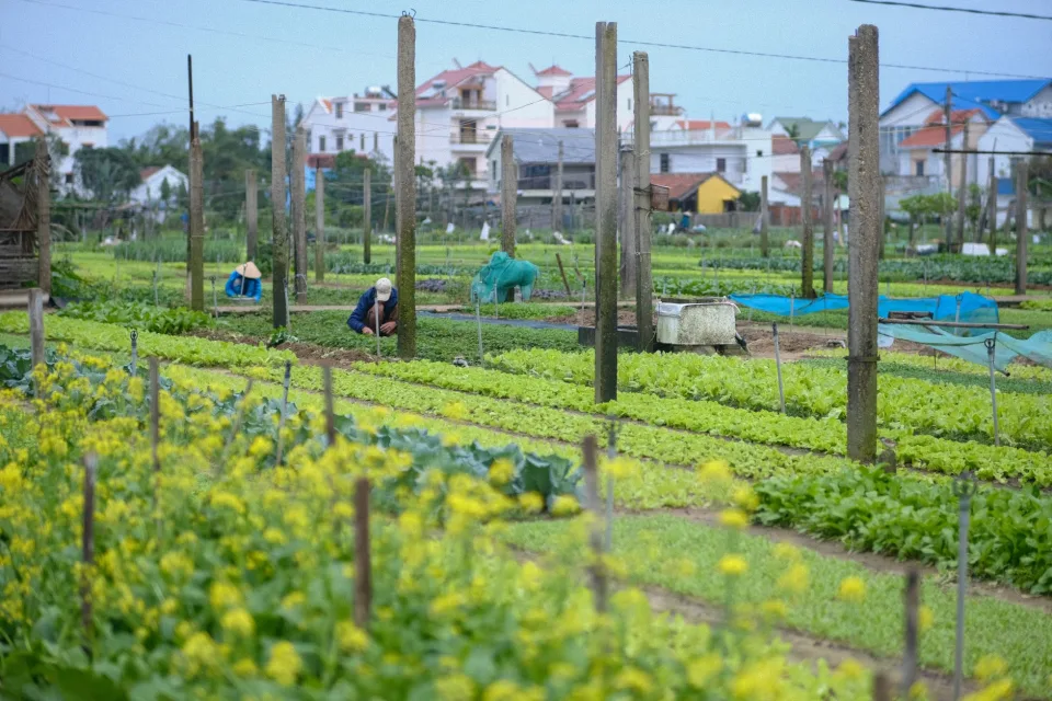 Vườn rau của Trần Thị Diễm